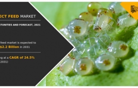 Българска компания влиза в списъка на Allied Market Research за глобалните лидери в насекомната индустрия