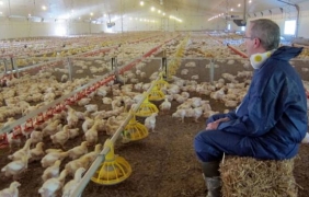 Пилетата за KFC живеят 35 дни, преди да бъдат обгазени и убити