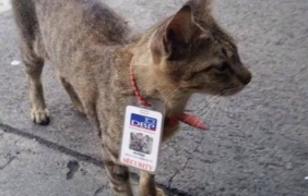 Котките нямат нужда от собствениците си