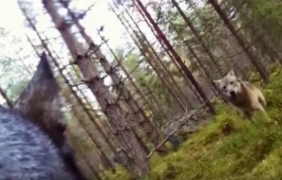 Куче оживя след нападение на вълци в Швеция [видео]