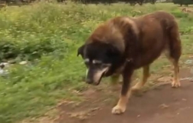 В Австралия откриха куче на 30 години