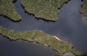 Откриха 337 мъртви кита по бреговете на Чили [видео]