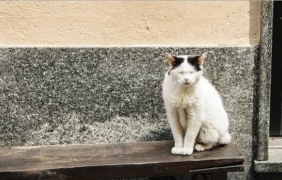Улични котки в Болоня наследиха огромен апартамент в центъра на града