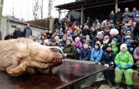 Скандалният зоопарк в Дания тихомълком направи нова дисекция - на лъв и антилопа