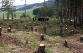 85 на сто от горските нарушения остават ненаказани