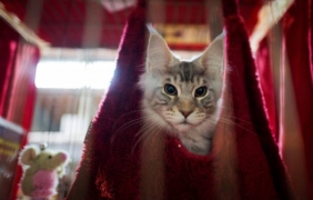 Котка оцеля осем дни в колет