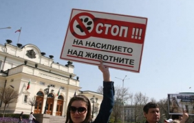 Протестиращи: Приютите за бездомни животни само гълтат пари и не са хуманни [снимки]
