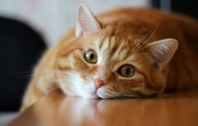 Котки вместо кучета в полицията? Защо не!